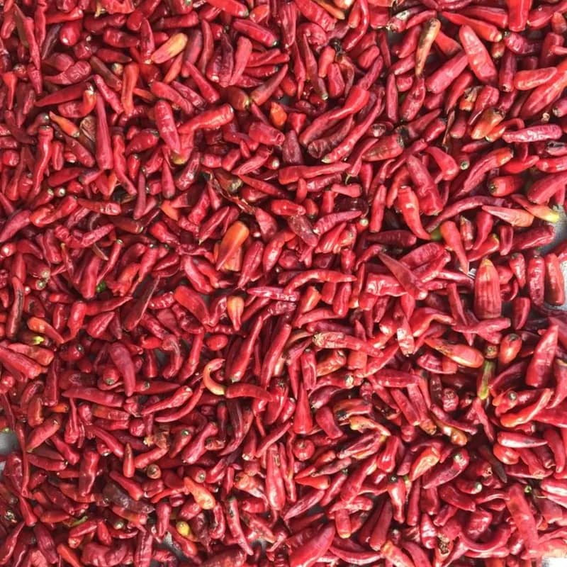 Kasmiri Chilli / Kashmiri Mirch