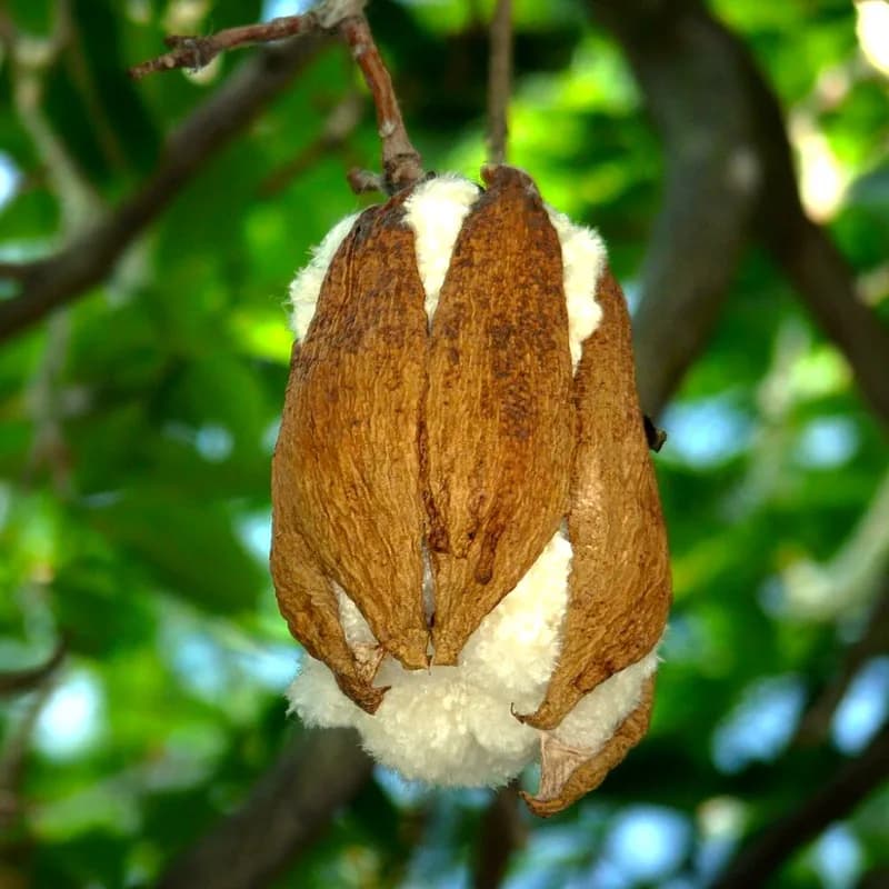 Marathi Moggu / Kapok Buds / Shalmali)